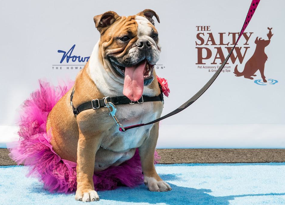 Strut, Swagger & Slobber Fundraiser > Custom Pro Package & Blue Carpet