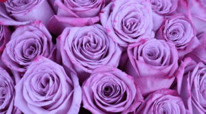 purple roses