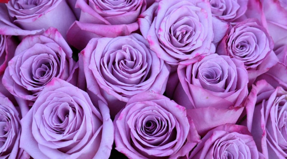 The Concept and Significance of Using Purple Carpet